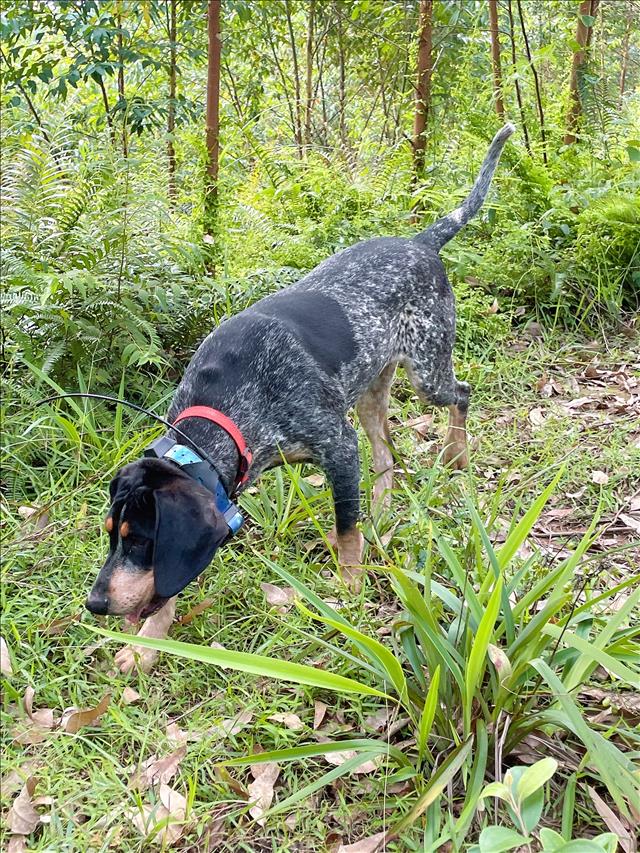GPS dog tracking and training collar