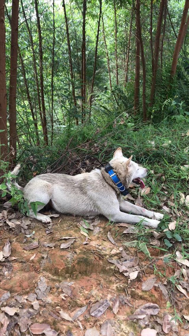 GPS dog training collar