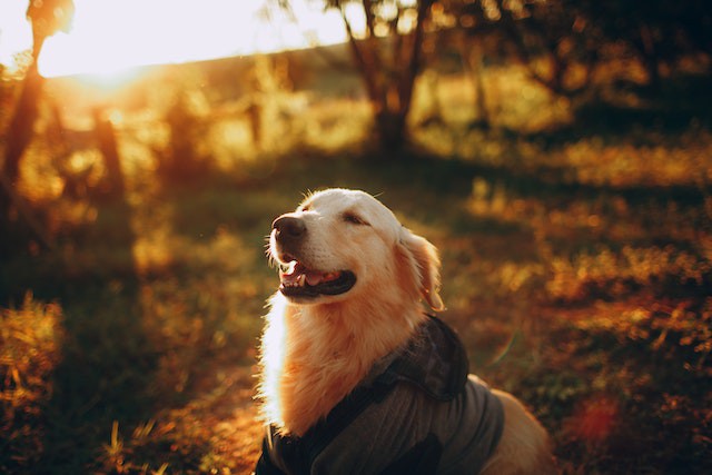 The Golden Retriever 