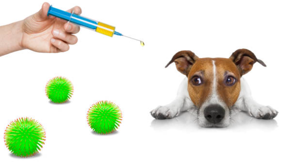 doc vaccination