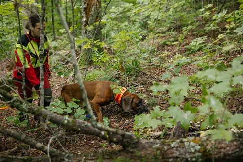 Mengapa Stamina Mengatasi Kelajuan: Apa yang Menjadikan Anjing Babi Hebat